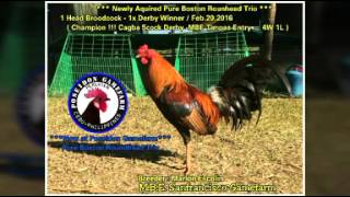 Boston Roundhead Trio now at Poseidon Gamefarm Up-to-date Winner Broodcock last February,2016