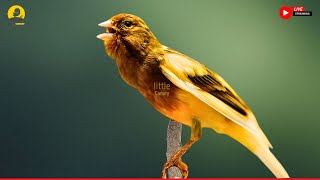 Your Canary Will NOT STOP SINGING With This Canary Training Song - 001