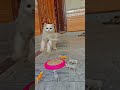 Cute & funny cat playing with toys 🐭😹 #shorts #cat