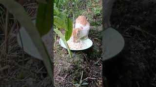 kasihan kucing ini dibuang sama pemiliknya