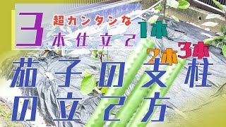 【家庭菜園に最適】茄子の支柱の3本仕立てを解説