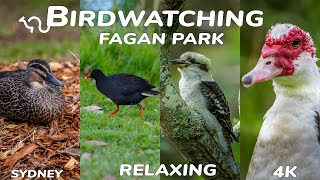 Birdwatching at Fagan Park | Relaxing Music \u0026 Beautiful Birds in 4K