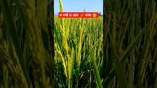 ଏ ବର୍ଷ ର ଧାନ ଚାଷ ||This year's paddy cultivation@TubusunaVlog