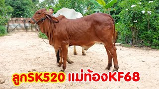 เปิดราคาวัวหน้าคอก ลูกSK520 แม่ท้อง3เดือนKF68 แม่จ่ายลูกงามมาก ต่อรองได้