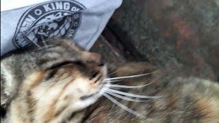 0711☁カフェオレちゃんの👴の、森のベンチでイチャイチャ劇場①😘😽🐾