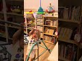 【テーブルの上で遊ぶ】鉄棒に飛び移るげんくん【双子育児】 1歳5ヶ月