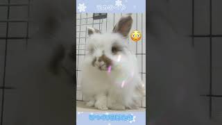 ライオンラビットの毛づくろい#shorts #rabbits