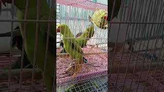 animal video # parrot 🦜 video # tota video #trending video