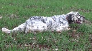 English setter Boss σε πεδινές πέρδικες