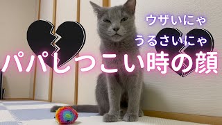 しつこいパパをウザがる猫（ロシアンブルー）