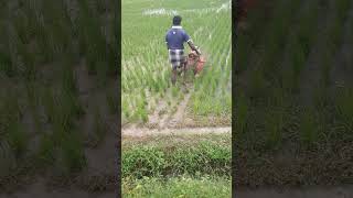 Paddy weeder melur madurai d TN 9787672239