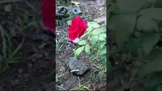 தோட்டத்தில் ஒரு நாள் #gardening #lovely #rose #nature #trendingரோஜா #ytshorts #