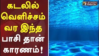 கடலில் வெளிச்சம் வர இந்த பாசி தான் காரணம்! | Blue glow spotted in Chennai beach #PTDigital