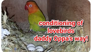 how to condition african love birds (the daddy Oppa's way)