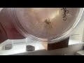 Unboxing White Lady Spider