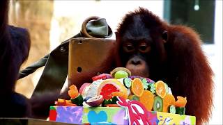 ご長寿イベント　Bornean Orangutan(ボルネオオランウータン)