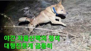 야간 자율산책의 정석 ᆢ대형진돗개 금동이