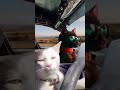 crazy cat driving catvideos shorts funnycatvideos funnydriving driving cutecat