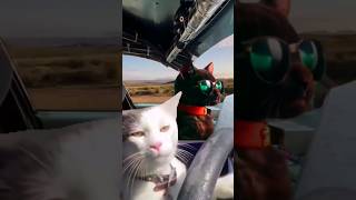 Crazy cat driving #catvideos #shorts #funnycatvideos #funnydriving #driving#cutecat