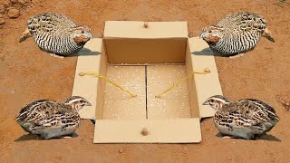 Easy Underground Quail Trap Using Cardboard Box - Simple Quick Bird Trap