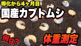 国産カブトムシ幼虫の管理方法　4ヶ月目のエサ交換と体重測定【カブトムシ飼育】