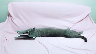 【猫動画】ながーーーーいロシアンブルー【russianblue】Long Russian Blue