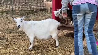 Baby Goat hitches a ride on Mom