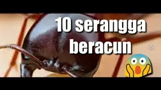 10 serangga beracun