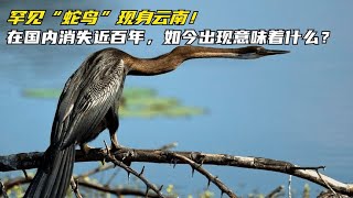 罕见“蛇鸟”现身云南！在国内消失近百年，如今出现意味着什么？