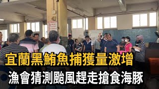 宜蘭黑鮪魚捕獲量爆增　漁會曝這原因讓漁民豐收－民視新聞