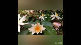 Water  Lilly അഥവാ ആമ്പൽ പൂക്കൾ...  പരിചരണം.. വിശേഷങ്ങൾ....