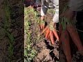 landscape remove and harvesting carrot in the farm landscape natural harvesting farming