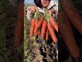 landscape remove and harvesting carrot in the farm landscape natural harvesting farming