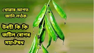 উৰহী খালে শৰীৰৰ কি কি জটিল ৰোগ দূৰ হয় ? উৰহী খোৱাৰ আগত জানি লওঁক ইয়াৰ উপকাৰি আৰু ক্ষতিকৰ দিশবোৰ