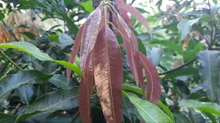 Ratna mango tree leaf identification/रत्ना आम के पेड़ के पत्ते पहचानना सिखे