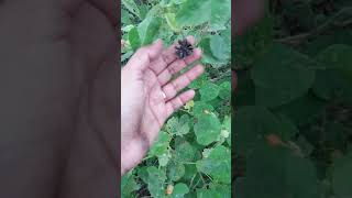 Thuti plant / thuti Chedi/ natural blood purifier