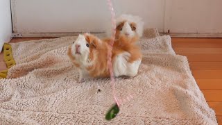 モルモット　空から降ってきたピーマンの取り合い　cute guineapig