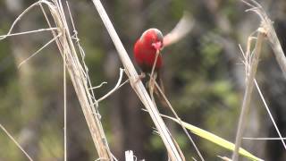 Crimson Finch ♂ (Neochmia phaeton phaeton)