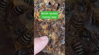 Asian queen honey bee🥰 | Tropical Forest Bees #bees