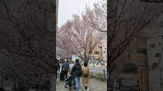 #3月21日 #桜 #飯田橋 #飯田橋駅 #JR #総武線 #飯田橋西口 #愛マン #train