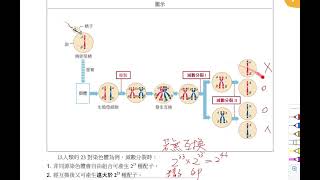 高中選修生物( I )4-4(A)遺傳變異(基因重組、突變)