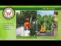 webster tree service