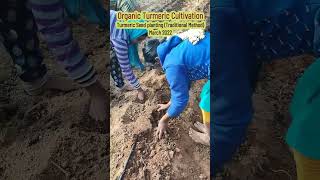 TURMERIC SEED PLANTING Traditional method  மஞ்சள் பாரம்பரிய நடவு முறை