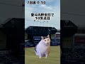 【中日】 猫ミーム 現地観戦で10失点 u0026完封負けの惨状を目の当たりにして絶望するしかない中日ファン 猫ミーム 中日ドラゴンズ zozoマリンスタジアム