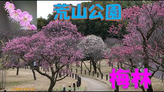 荒山公園の梅林（２０２３年２月９日）LUMIX DC S5