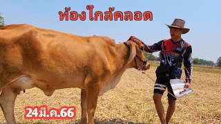 24มี.ค.66|| วัวท้องแก่ๆใกล้คลอดราคาไทบ้าน กำหนอคลอดสิ้นเดือนนี้ ราคาสำหรับคนทุนน้อย