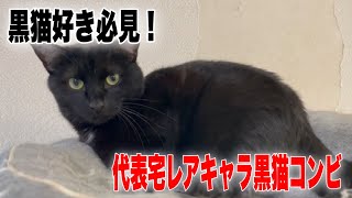 【レアキャラ】滅多に登場しない黒猫コンビのご紹介！【Black cats】