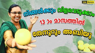 നിങ്ങൾക്കുംവിളവെടുക്കാം13 -ാം മാസത്തിൽ തേനൂറും അബിയു/ Abiu fruit farming