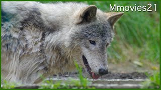 Wolf Pack Feeding〜シンリンオオカミの食事タイム