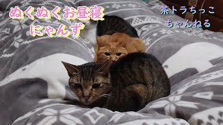 ぬくぬくの布団の上でお昼寝してるにゃんず。＃猫好きさんと繋がりたい＃cat　＃cute　＃猫　＃猫がいる暮らし